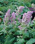 Salvia sclarea